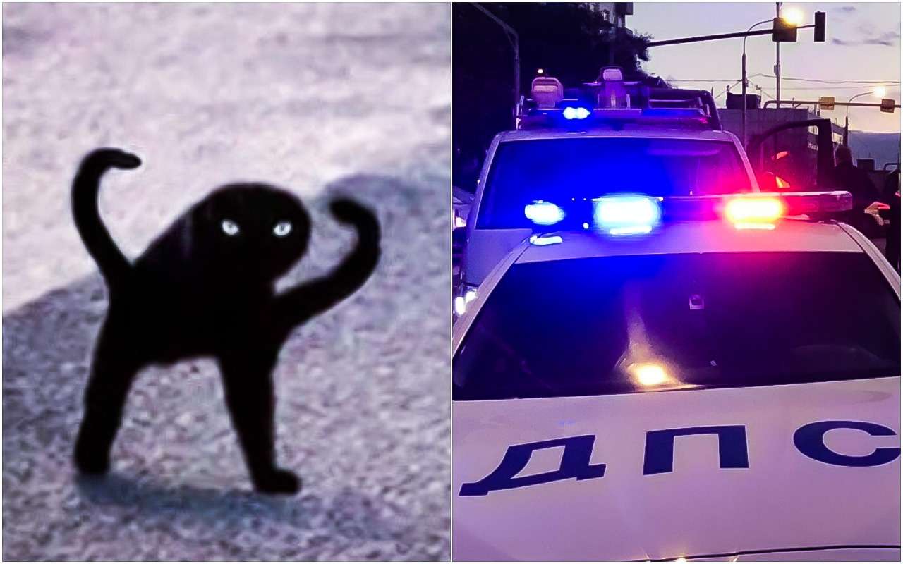 Кота пожалел! В итоге – ДТП с тремя пострадавшими