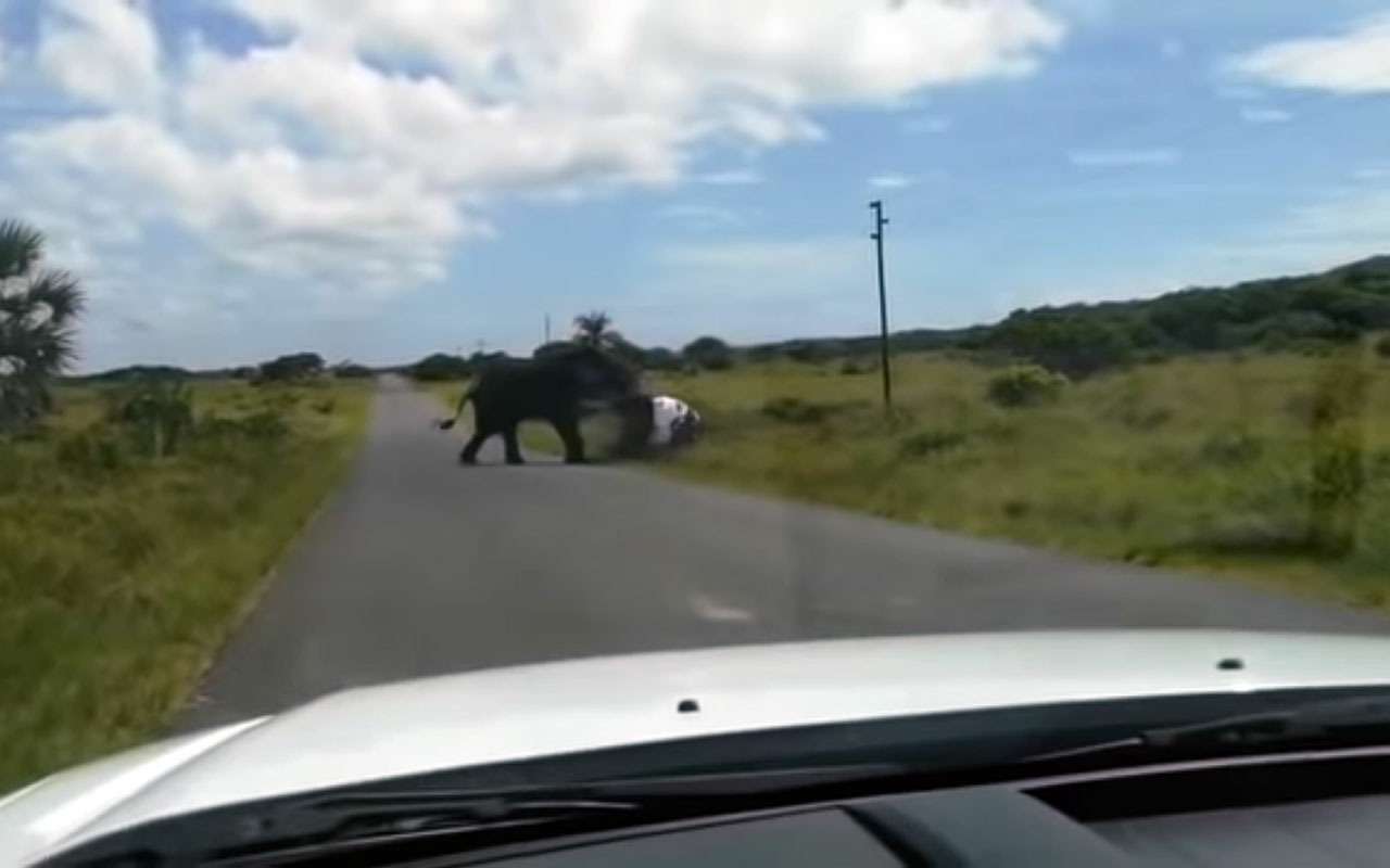 Разъяренный слон едва не растоптал кроссовер – видео