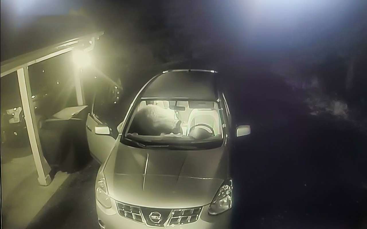 Этот мишка опытный воришка: видео с ночным «гостем»