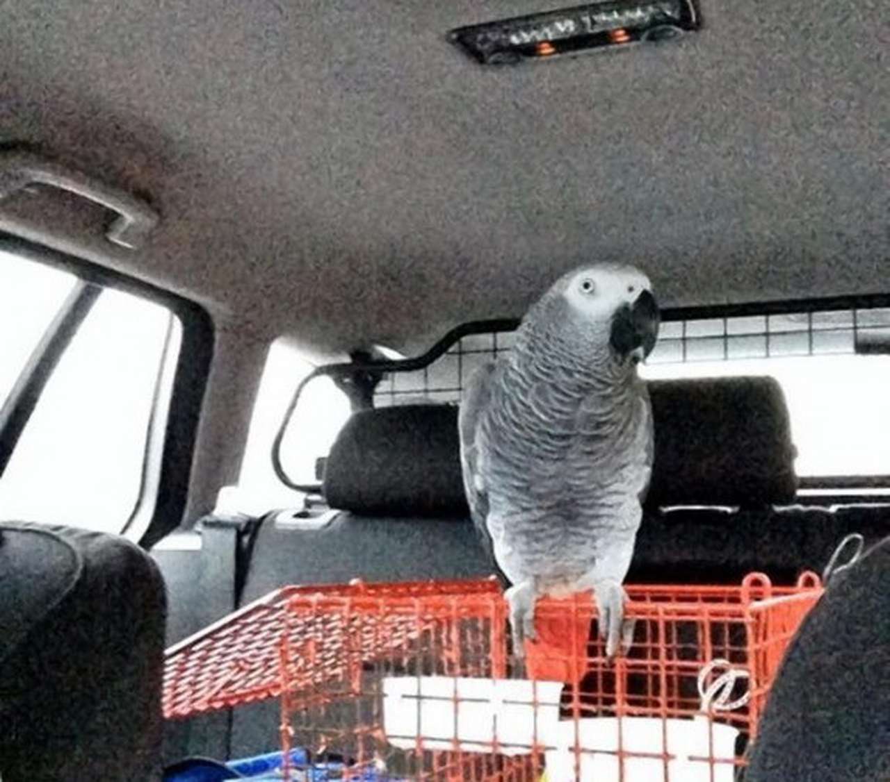 Начинающий водитель лишился автомобиля из-за попугая