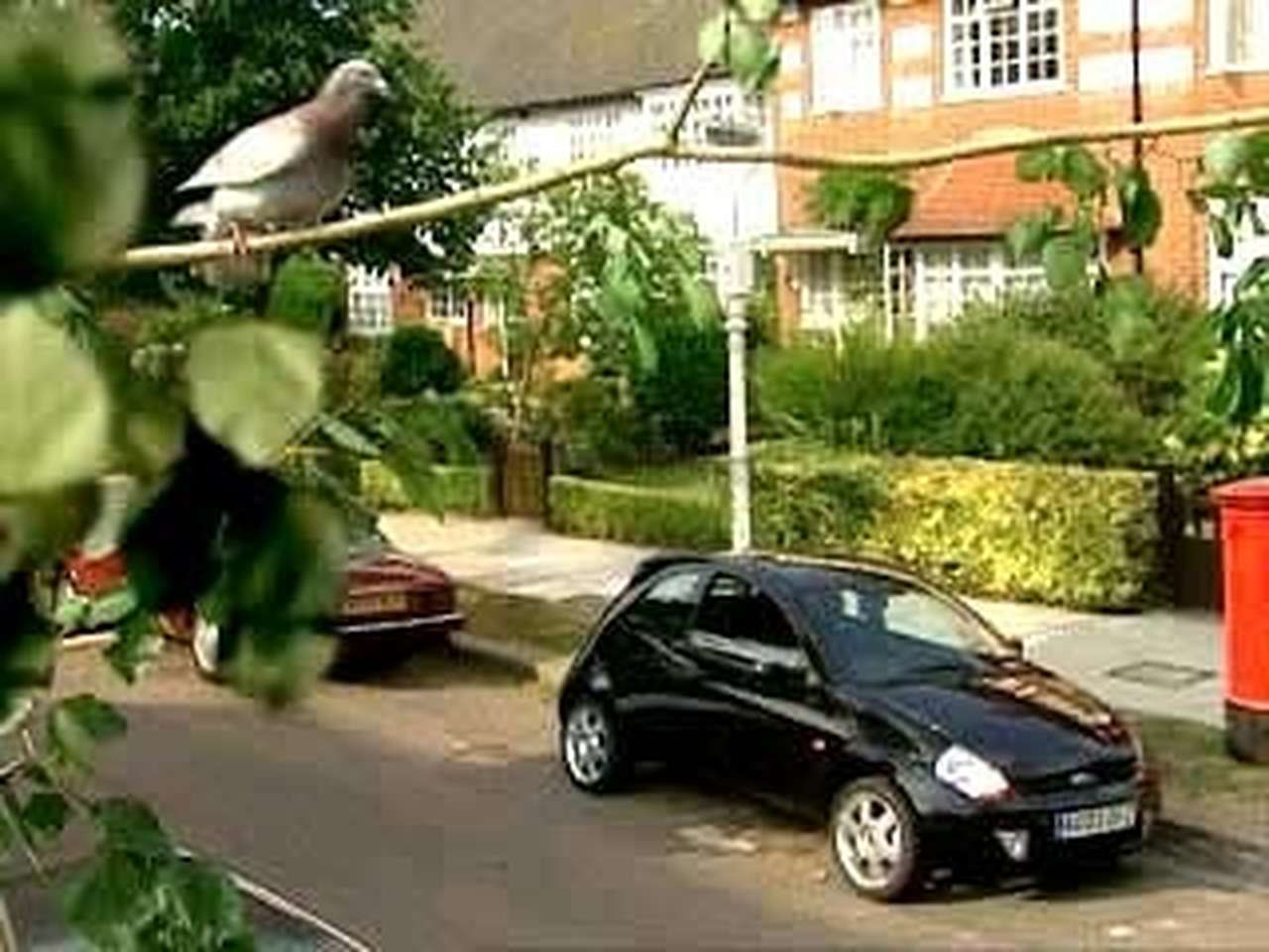 Ford Ka сыграл с голубем в "пинг-понг"