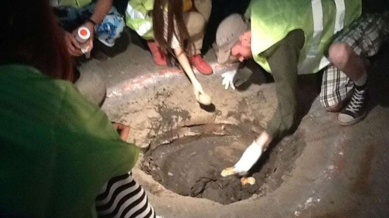 В Ярославле на проезжей части посадили картошку