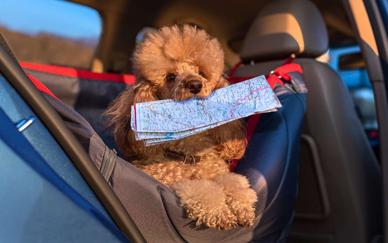 С Мухтаром за границу: вот что нужно знать