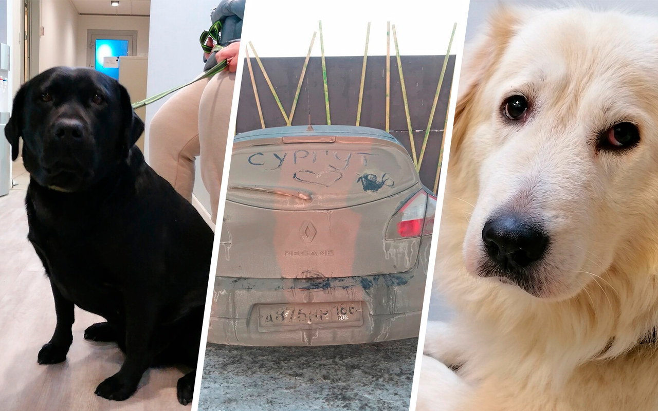В Тюмени спасли животных, брошенных хозяйкой в машине на трое суток