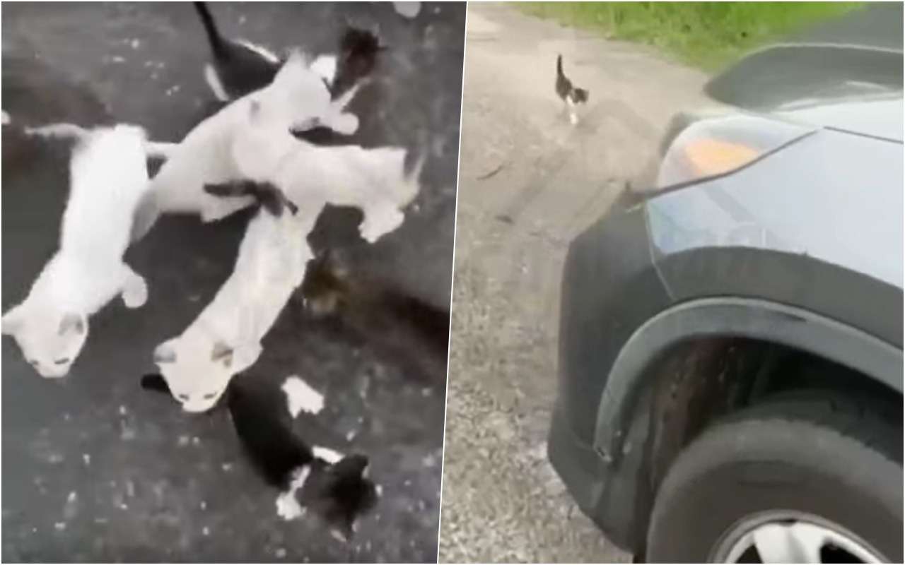 Срочная новость: котята напали на водителя (видео)