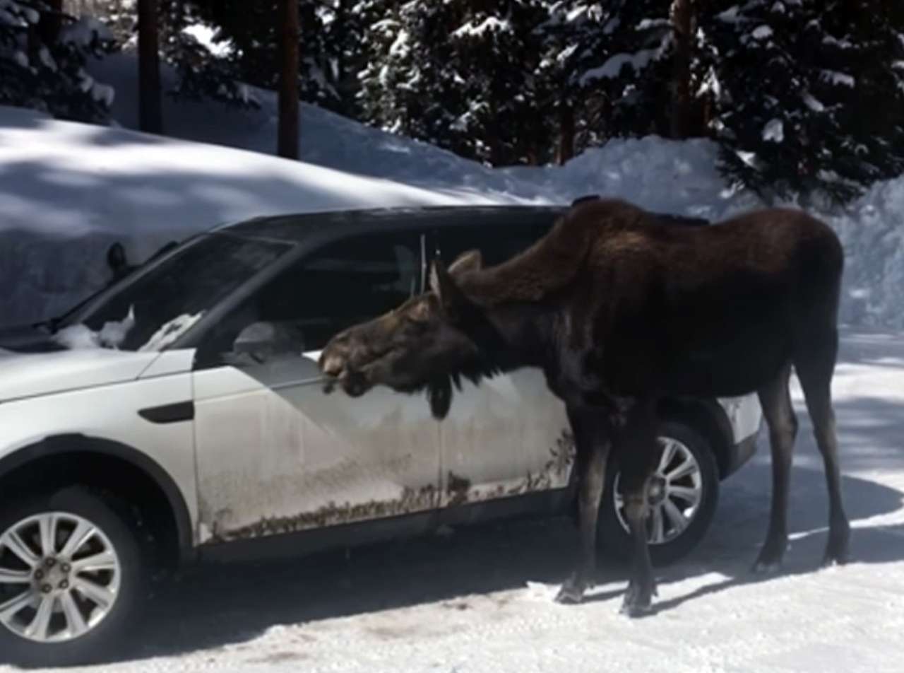 Лоси нашли новый источник соли: это борта машин