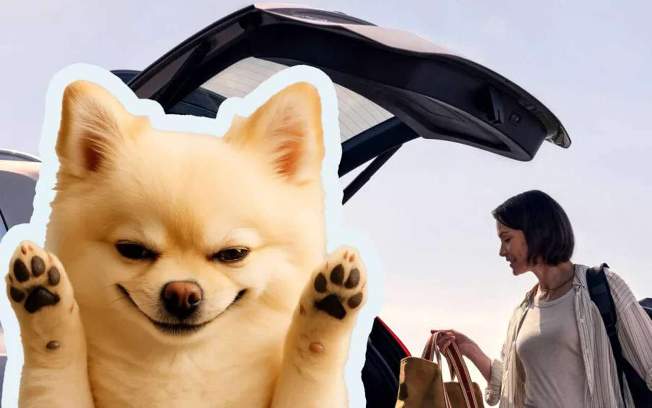 Как собака привела компанию Volvo в суд из-за удара багажником по голове