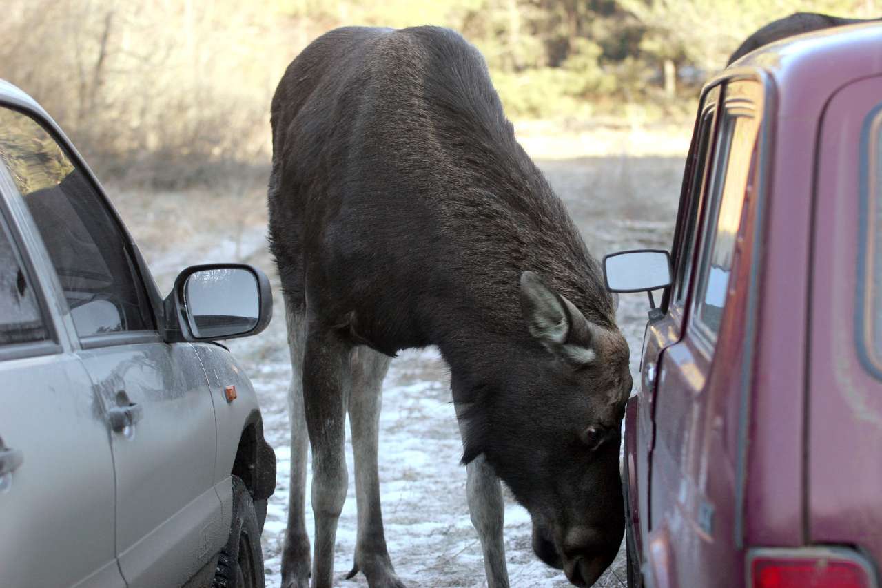 В Екатеринбурге сняли на видео осторожного лося, переходящего дорогу