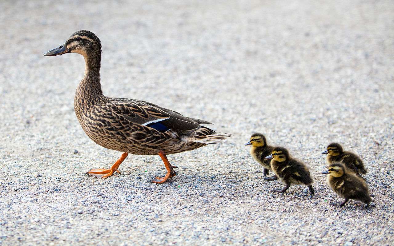 Пропустил утку с утятами - получил в бампер!
