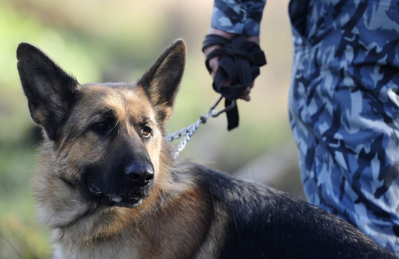 На постах ДПС в России появятся стальные бойницы и сторожевые псы