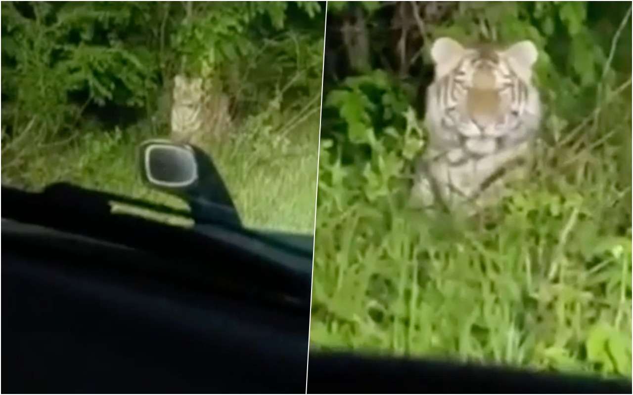 Вот так порыбачили: клевое место оказалось занято тиграми (видео)