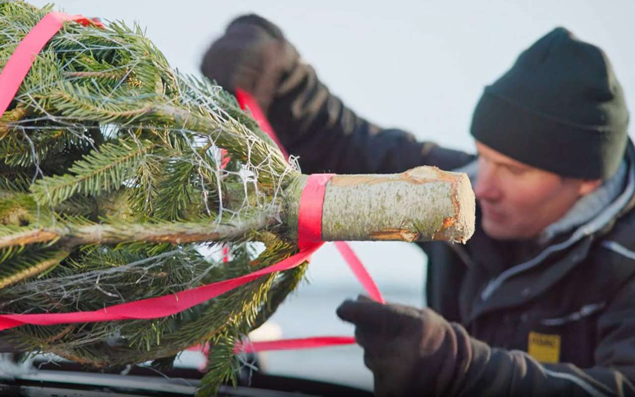 Как правильно перевозить «живую» елку