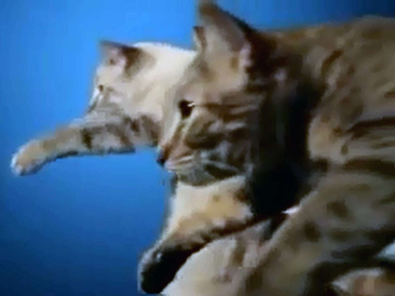 Студенты сняли кошек в юмористической рекламе Lada (ВИДЕО)