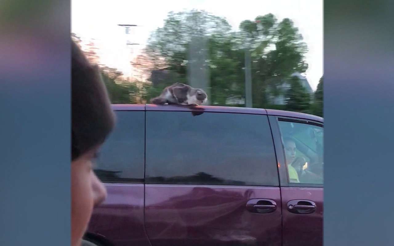 Кошка-каскадер: на крыше минивэна по скоростному шоссе