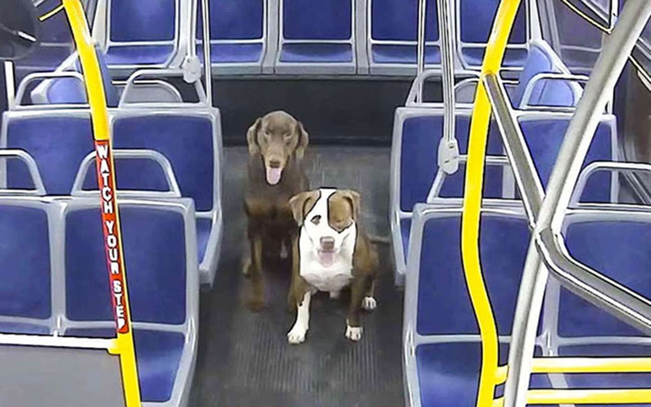 Рождественское чудо: водитель помогла двум псам вернуться в семью