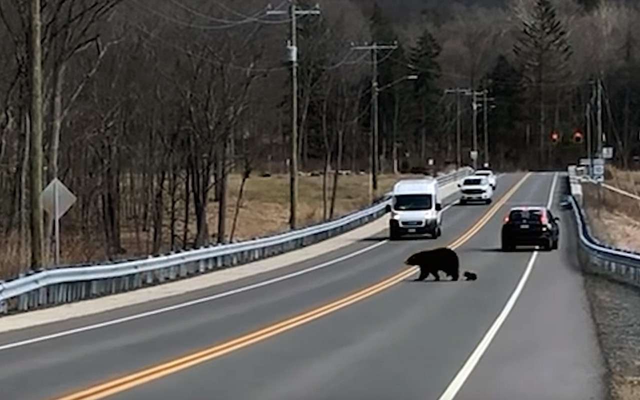 Мама-мишка помогает малышу перейти автотрассу