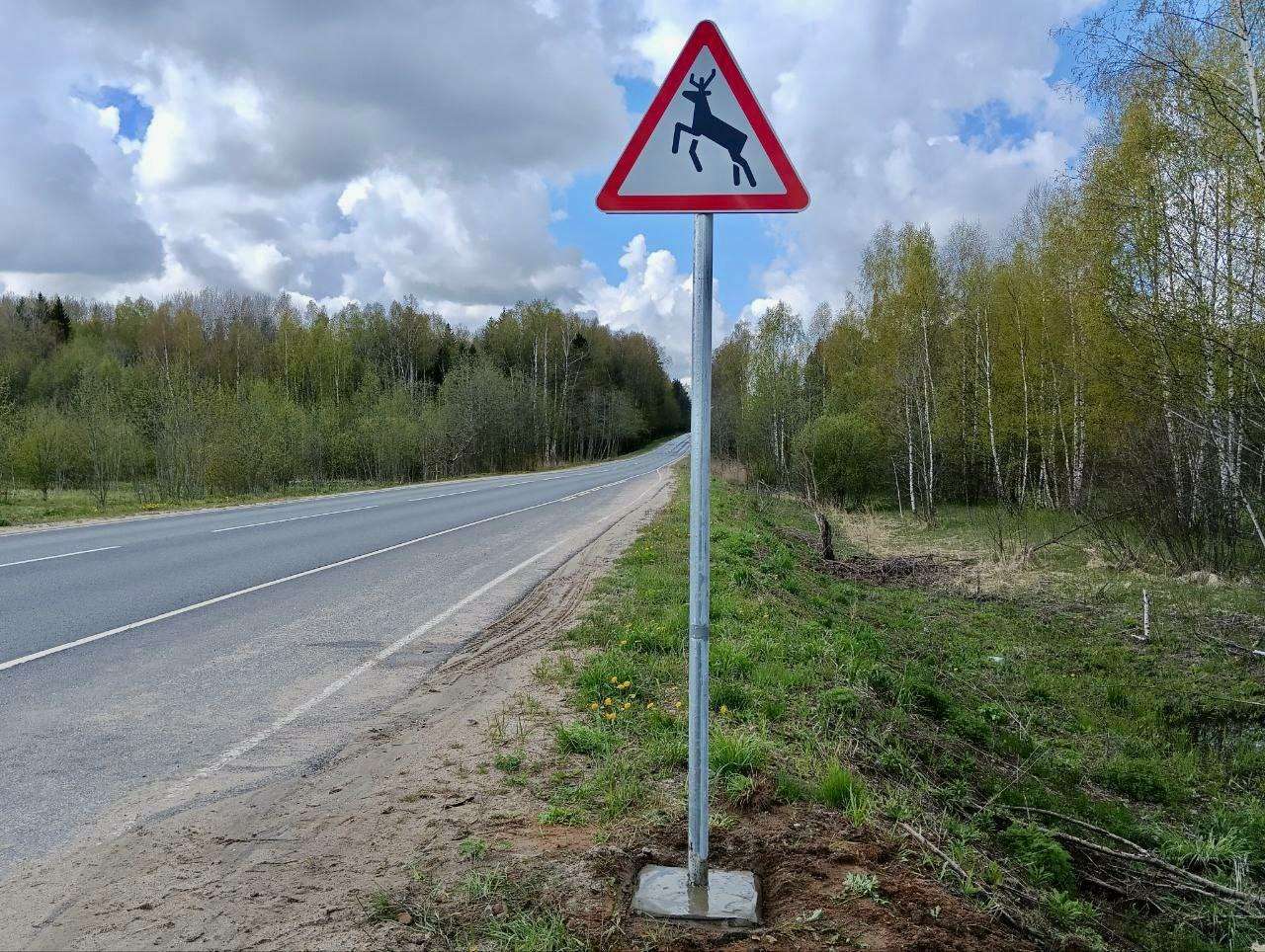 Водителям рассказали, что делать при встрече с кабанами, лосями и другими животными