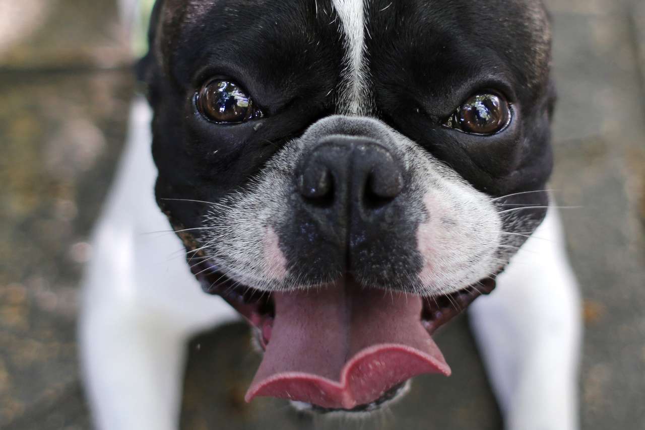 Мужское ми-ми-ми: бульдог имитирует звуки Формулы 1