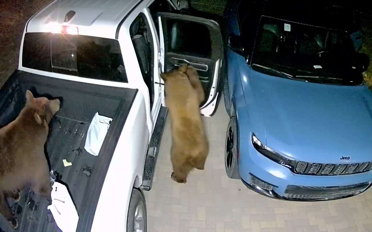 Медвежья группировка ночью атаковала джип и пикап