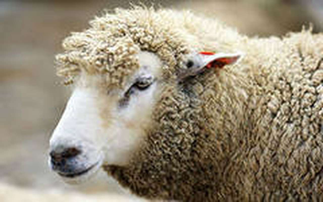 Саратовский полицейский вымогал взятку деньгами и бараном