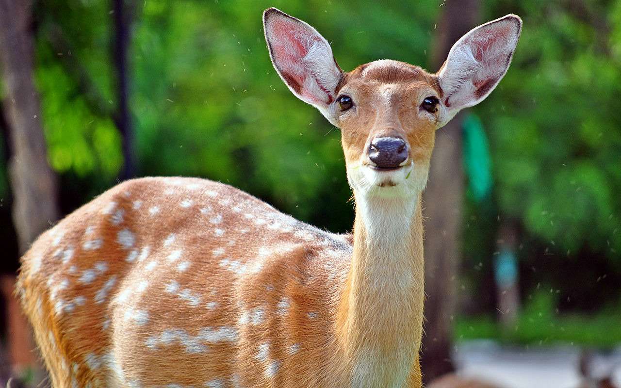 Вышиб стекло и сбежал: олененок навестил автосалон с дорогими иномарками