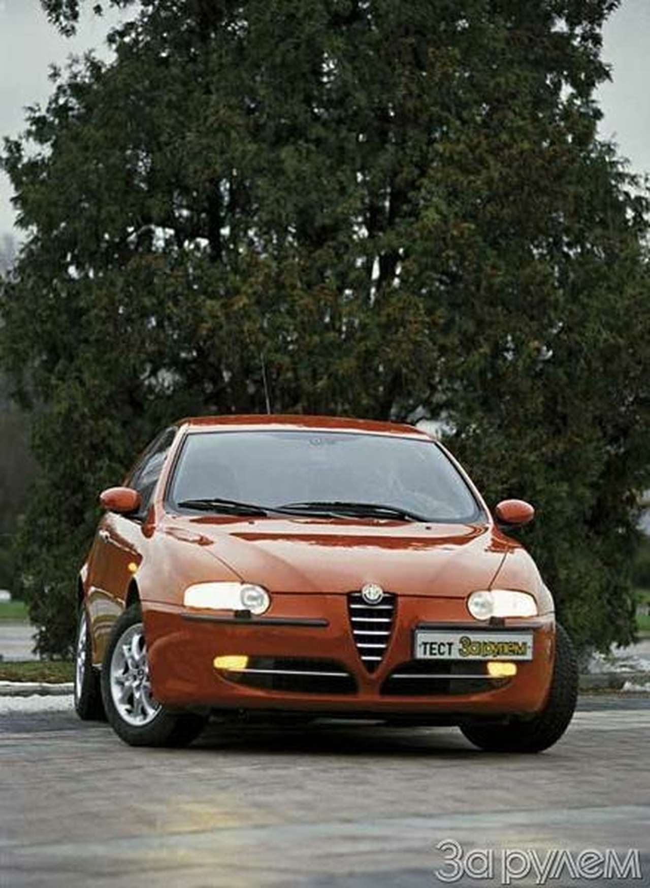 Зверь, но ласковый и нежный