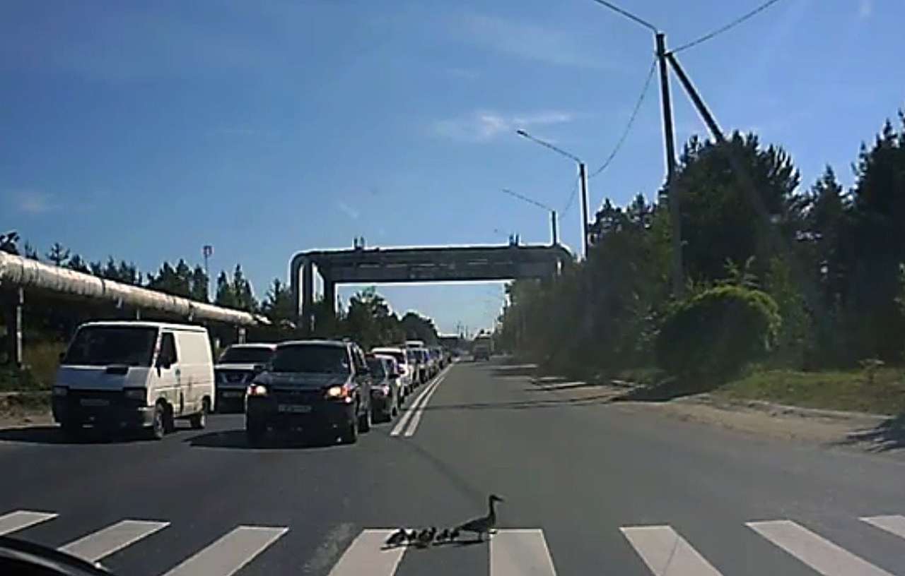 Утки на «зебре» (ВИДЕО)