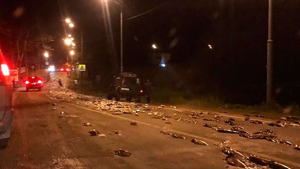 Повезло же: водители «наловили» на трассе полтонны лосося