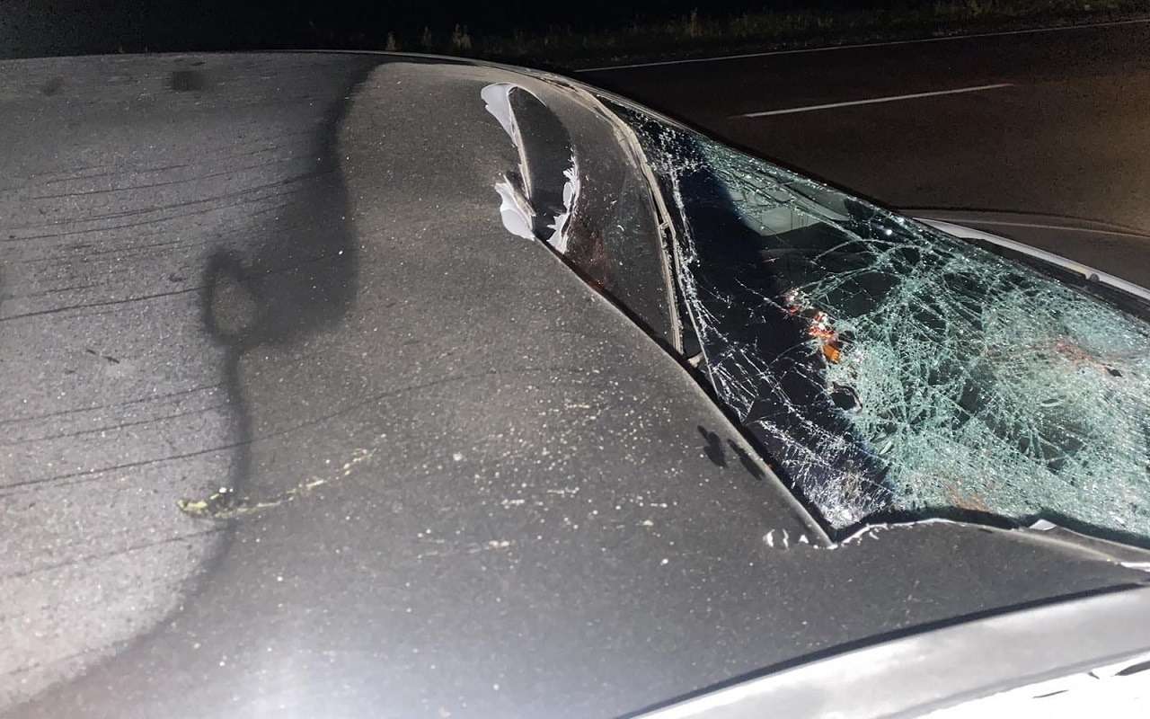 Лошадь стала причиной двух ДТП, в которых погиб человек