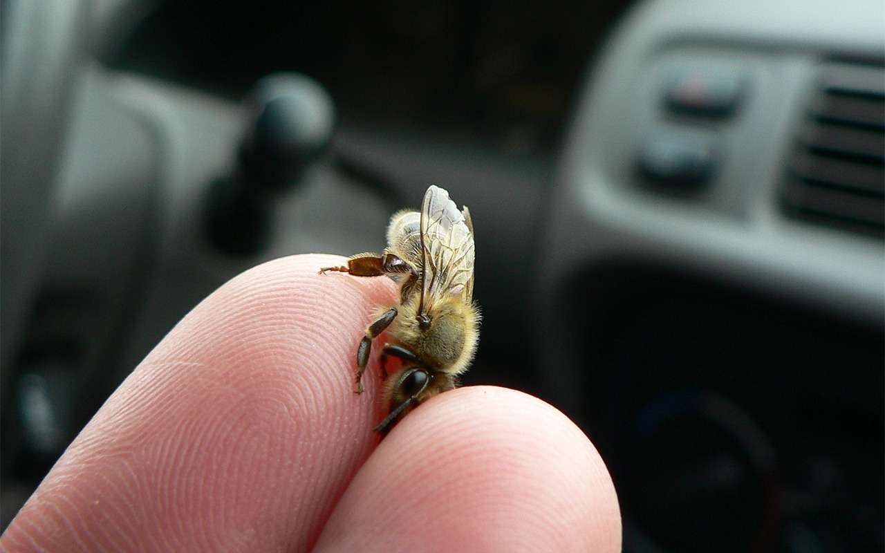 Водитель пикапа проехал 65 км в окружении тысяч пчел и выжил