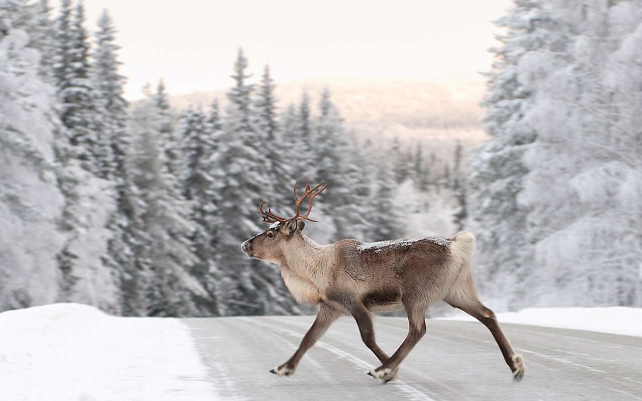 Вышло мобильное приложение для отслеживания оленей на дорогах