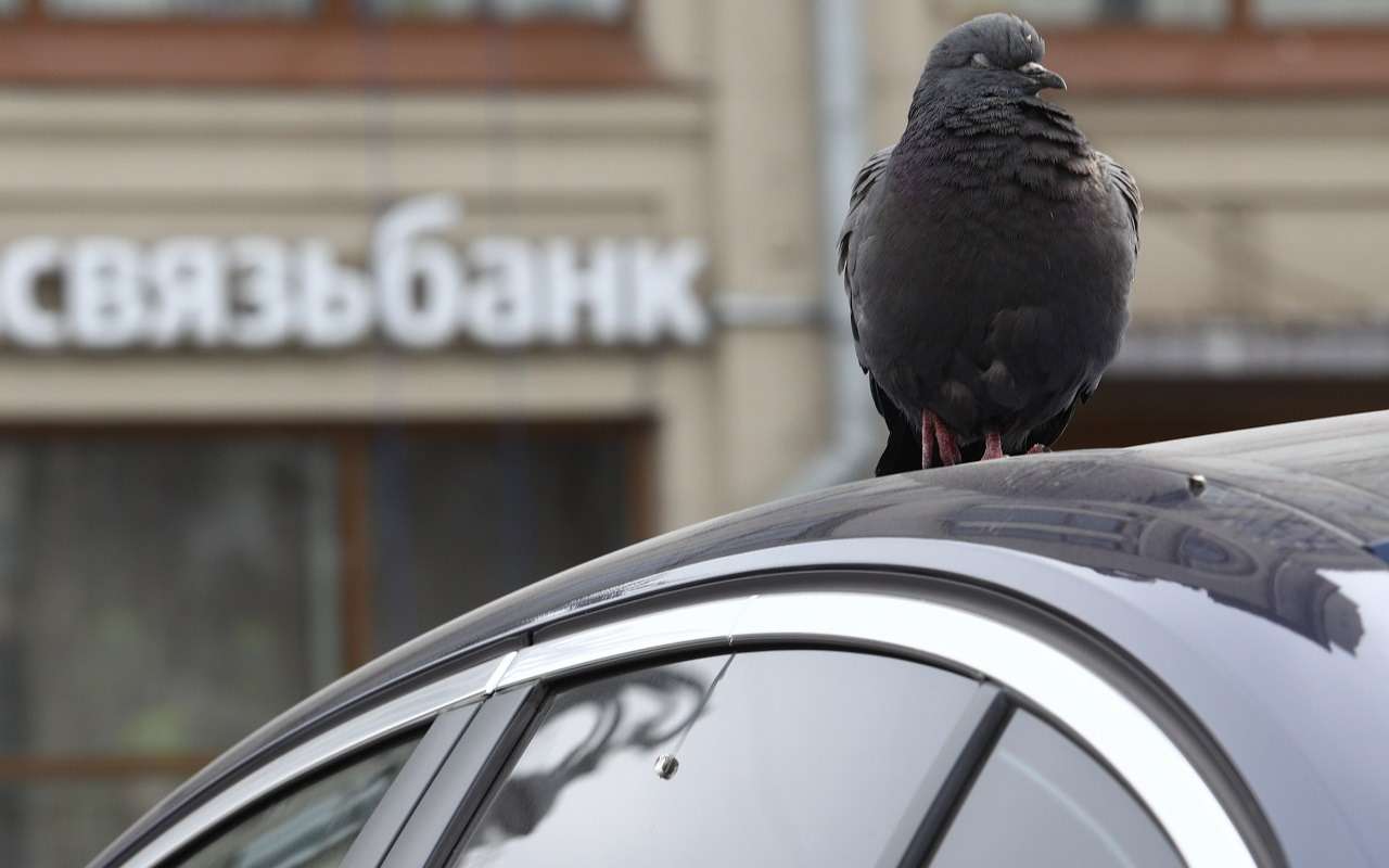 Какие машины чаще всего оказываются под «атаками» птиц?