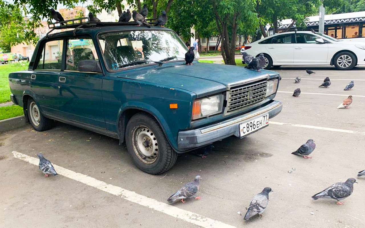 Эксперт объяснил, почему птичий помет нужно сразу же удалять с кузова