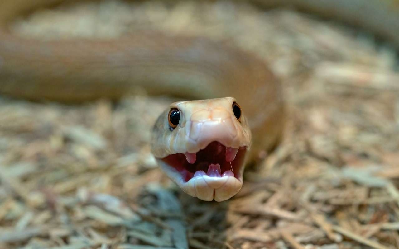 Змеиная дорога: почему эту трассу перекрывают два раза в год