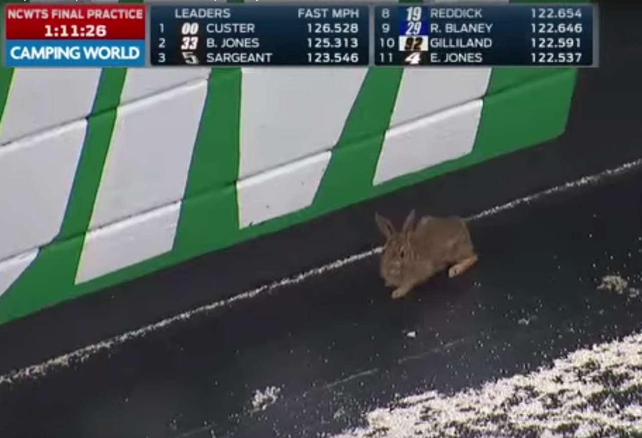 Кролик сорвал практику NASCAR в Бристоле (ВИДЕО)