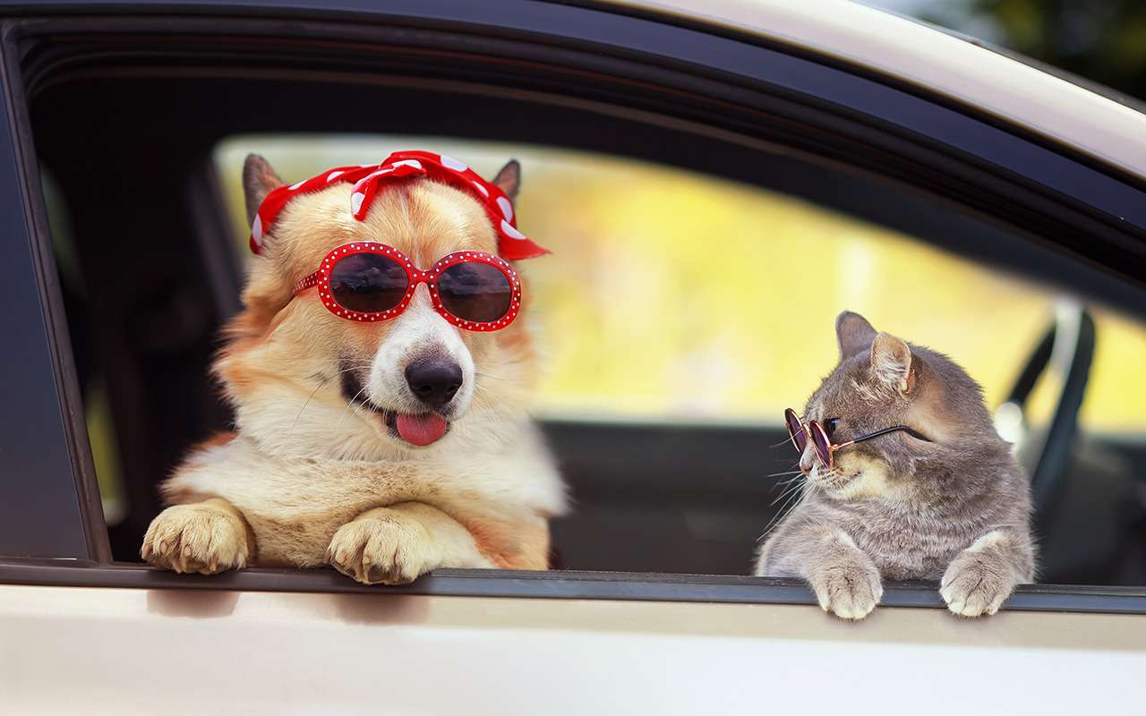 Кошка, собака и птица: перевозим всех сразу!