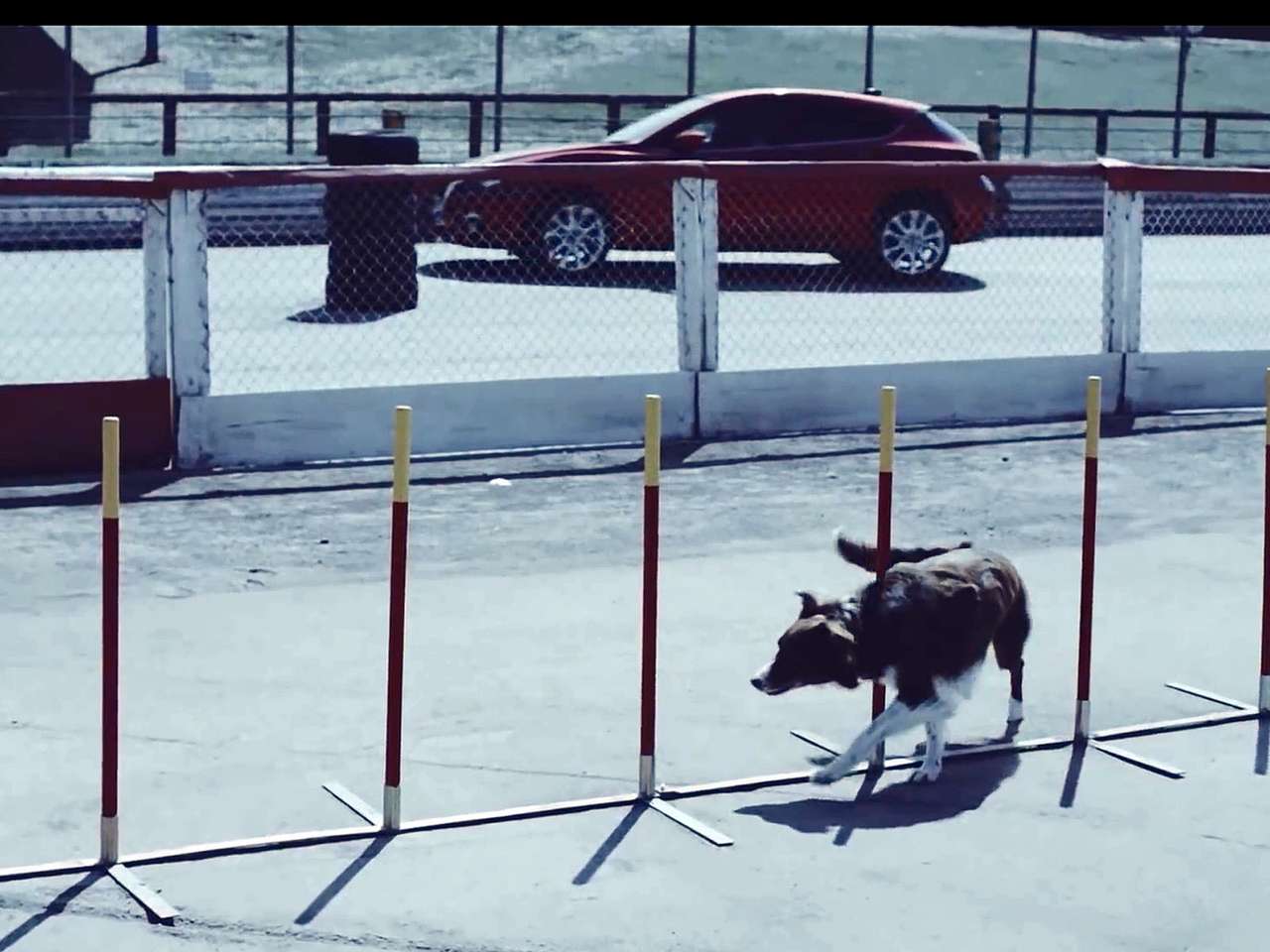 Mazda3 в ловкости не уступает породистым собакам (ВИДЕО)