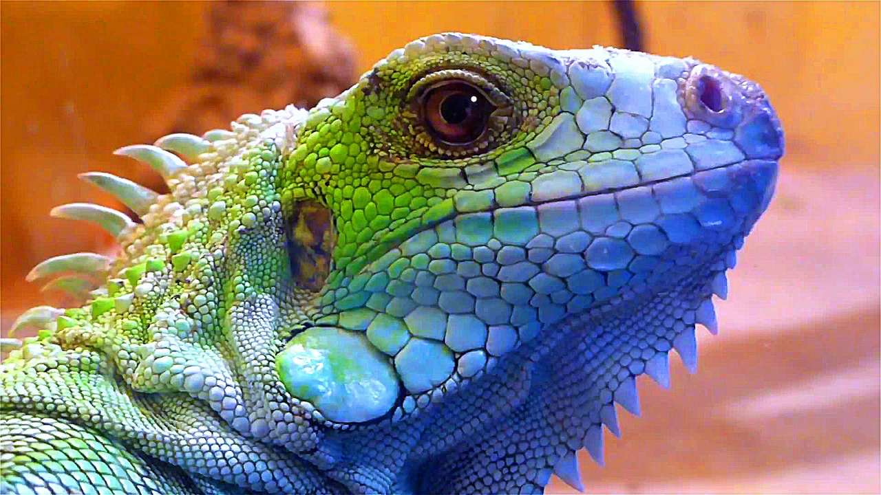 В такси забывают разное и разных.