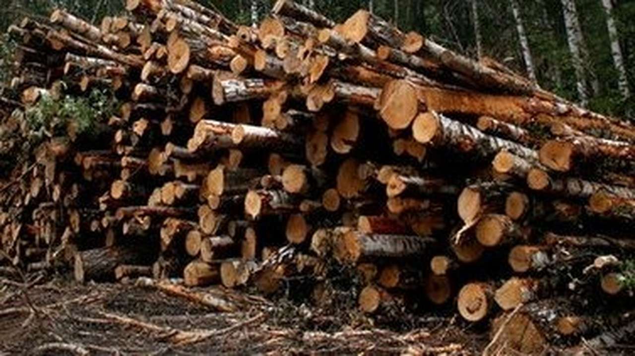 Трассой до Питера займется специальный экологический комитет