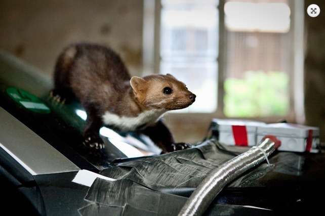 Мардер животное. Мардер животное. Мардер 3. Куница на чердаке. Marder iii m.