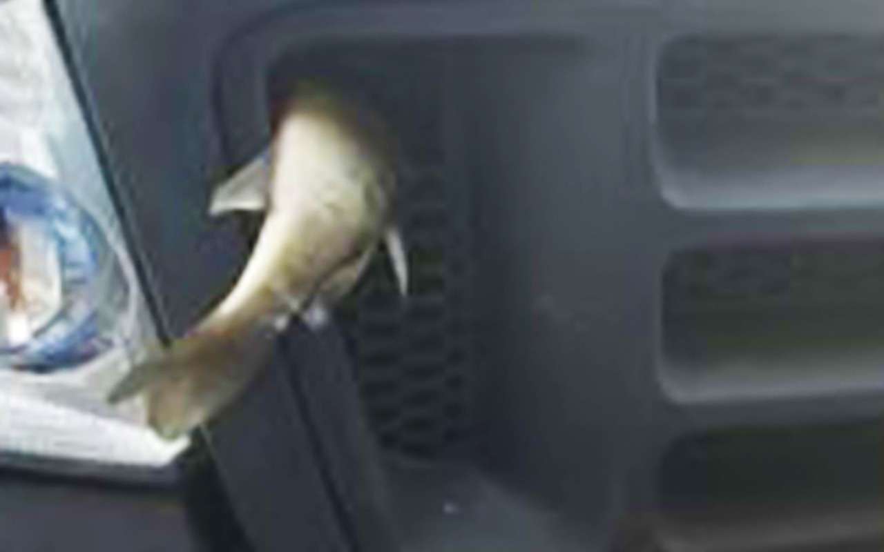 Странное происшествие на шоссе: бомбардировка окунями