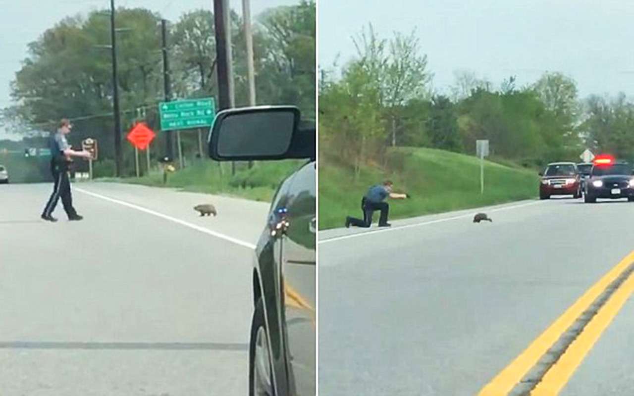 Полицейский остановил движение из-за сурка, а потом просто его «убрал»