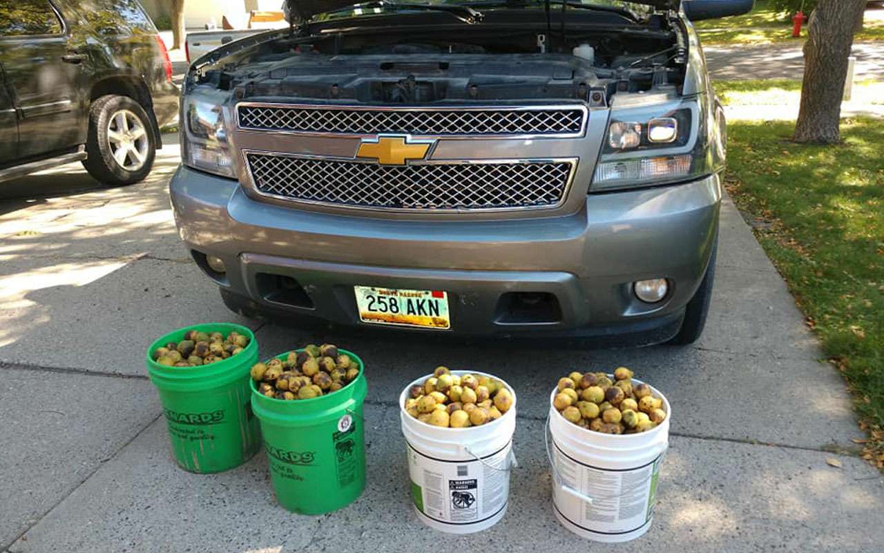 6 ведер орехов под капотом — найден схрон могучей белки