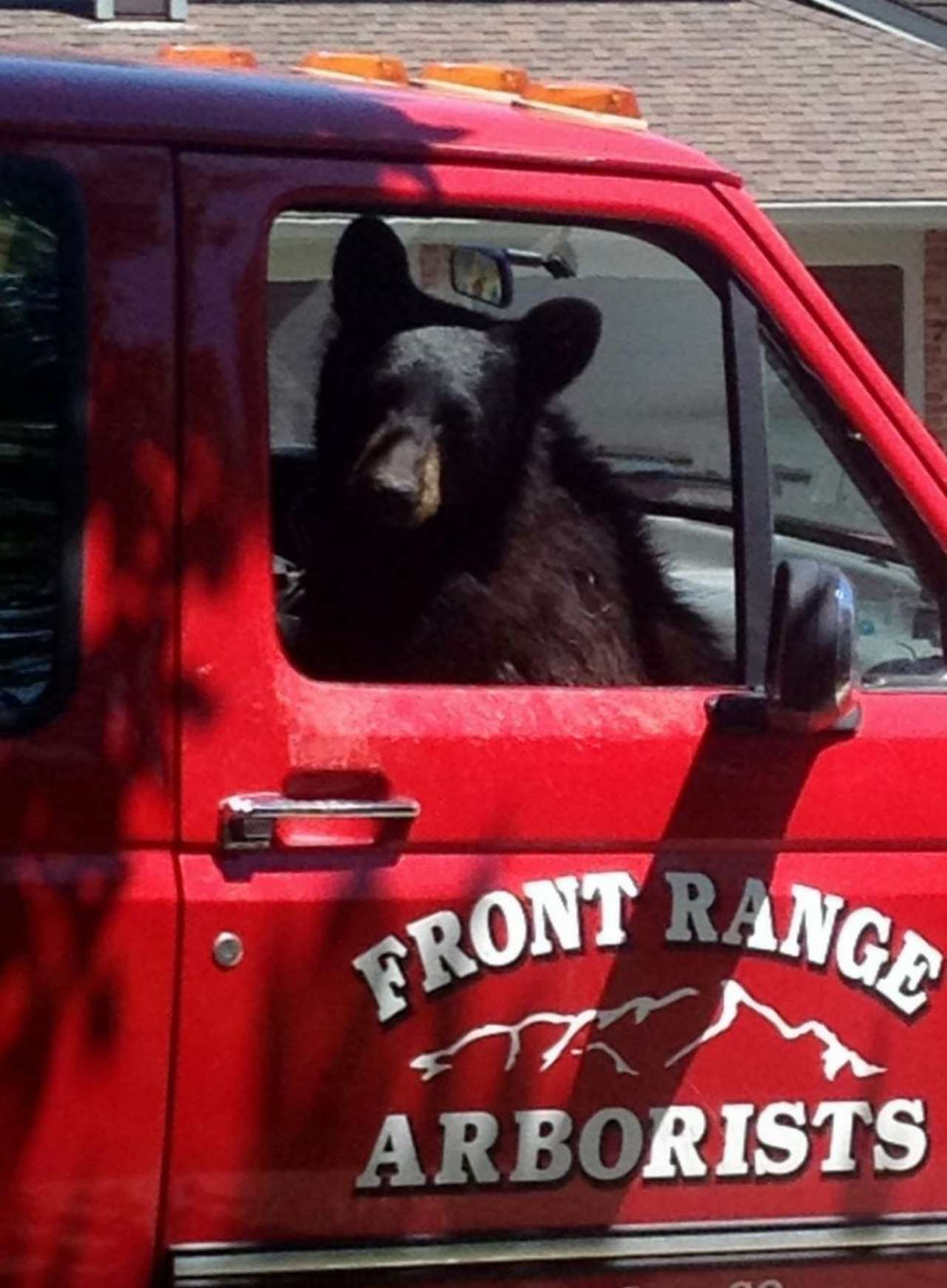 Медведь забрался в пикап за бутербродом