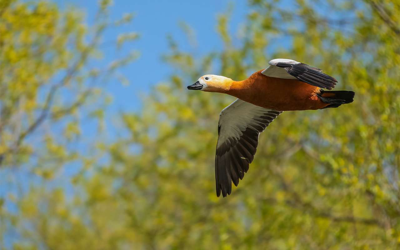 Камера сфотографировала превысившую скорость утку. Полиция думает, как ее наказать
