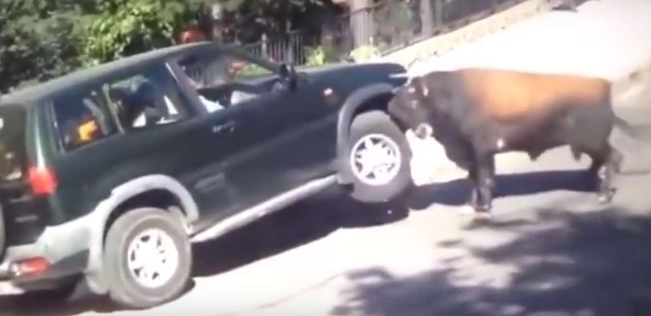 Этого быка не взять за рога: яростное животное против вседорожника Nissan