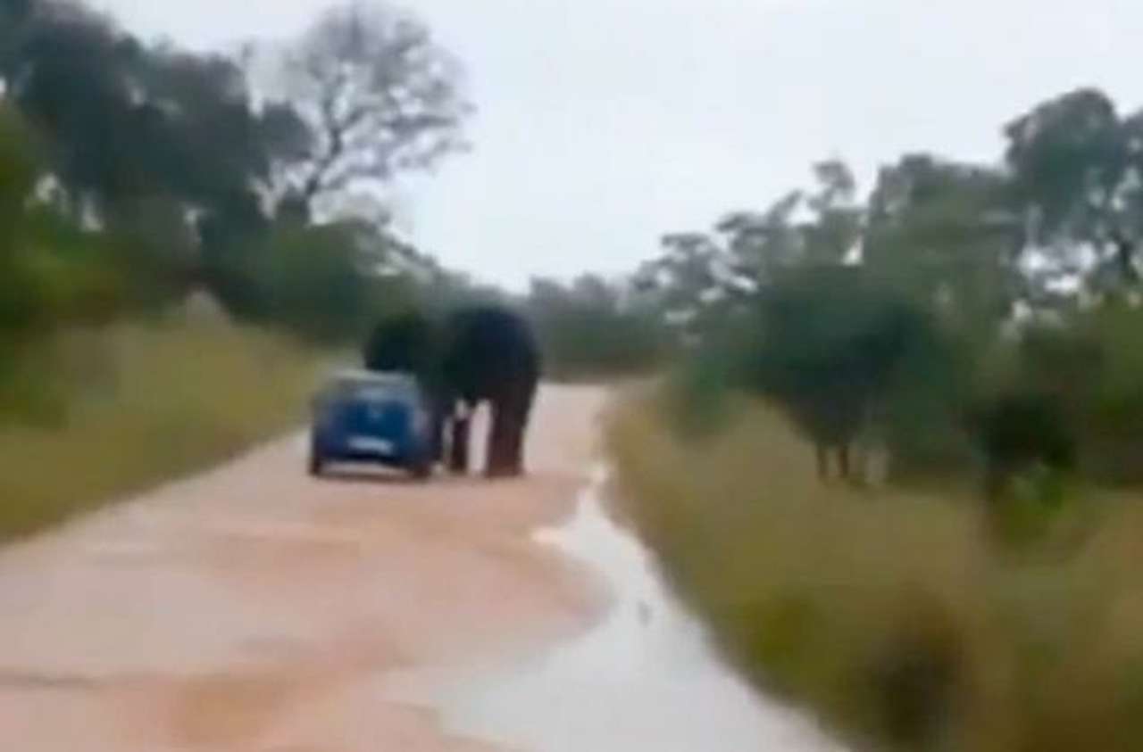 Слон раздавил автомобиль с туристами 