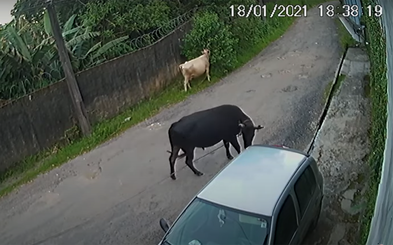 Реакция быка на машину: ну не нравишься ты мне!