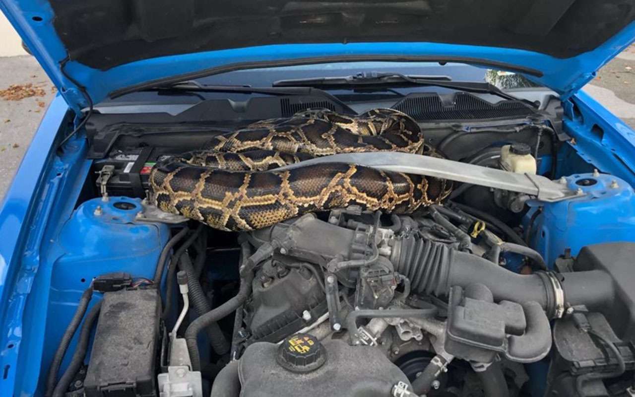 Вот поэтому полезно заглядывать под капот: три метра питона!