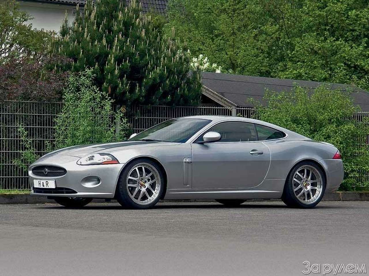 Кошка приседает